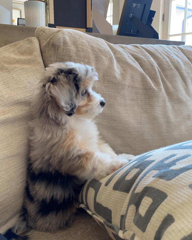 Friendly Mini Aussiedoodle Pup