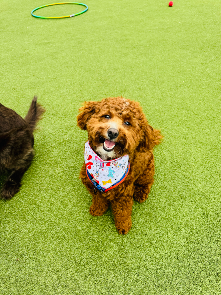 Petite Mini Goldendoodle Poodle Mix Pup