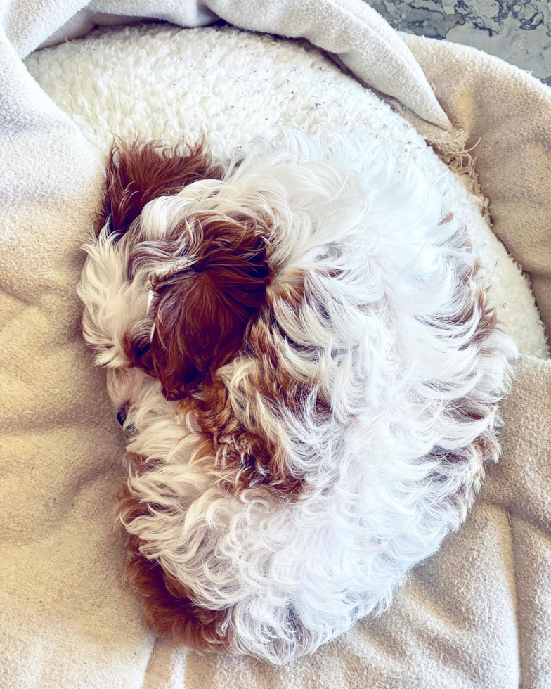 Cute Cavapoo Pup