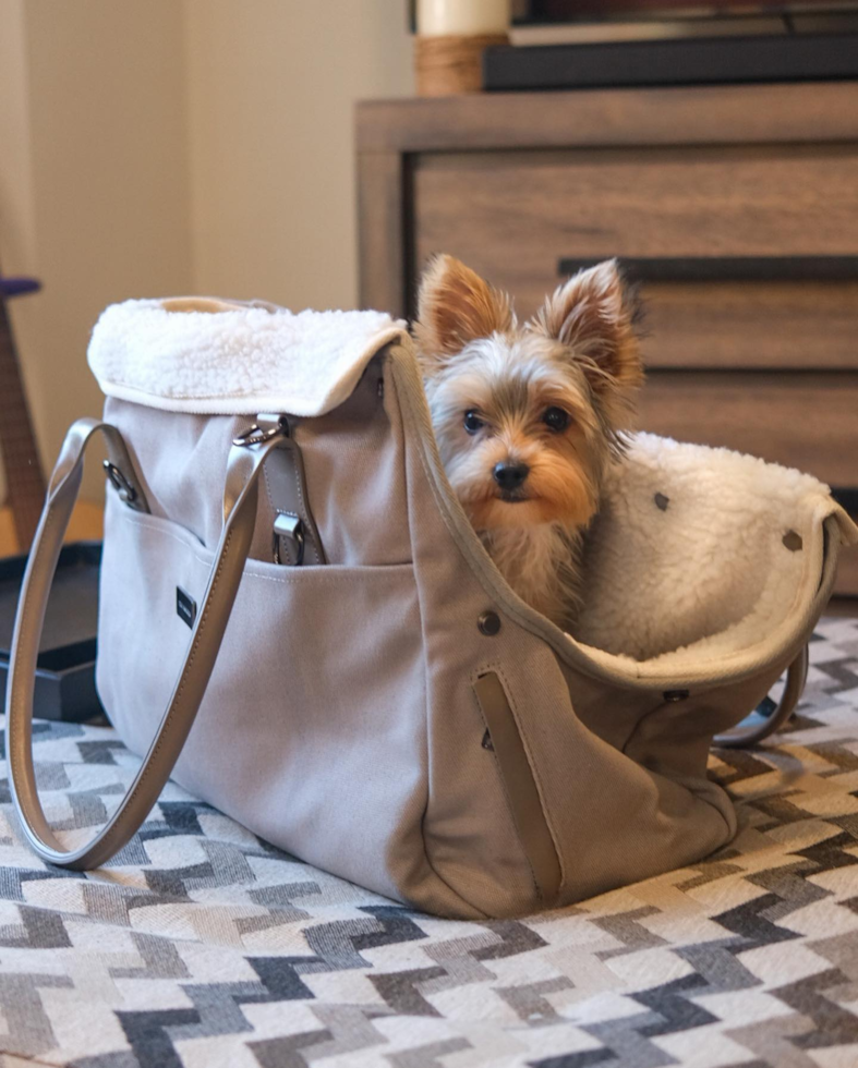 New York Yorkshire Terrier Pup