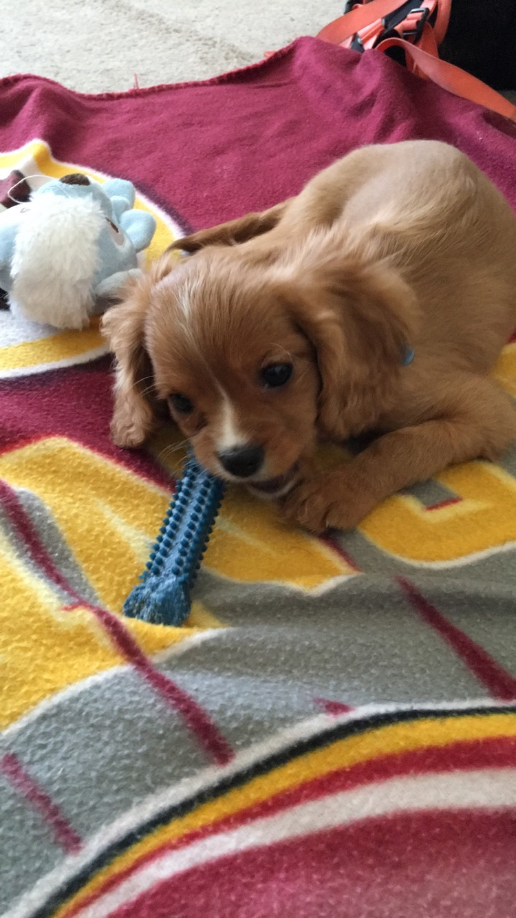Petite Cavalier King Charles Spaniel Purebred Puppy