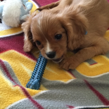 Rockingham County Cavalier King Charles Spaniel Pup