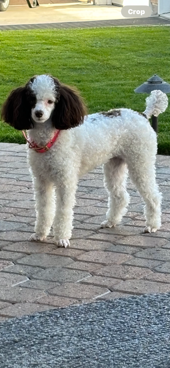 Popular Poodle Purebred Pup