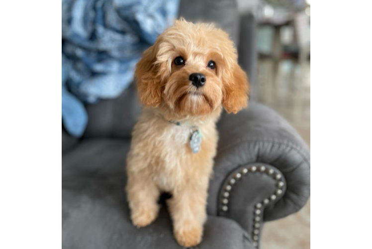 Cavapoo Pup Being Cute