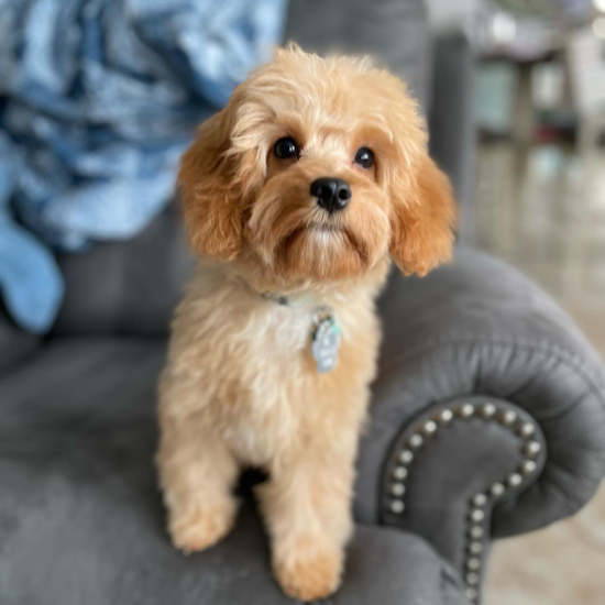 Fluffy Cavapoo Poodle Mix Pup