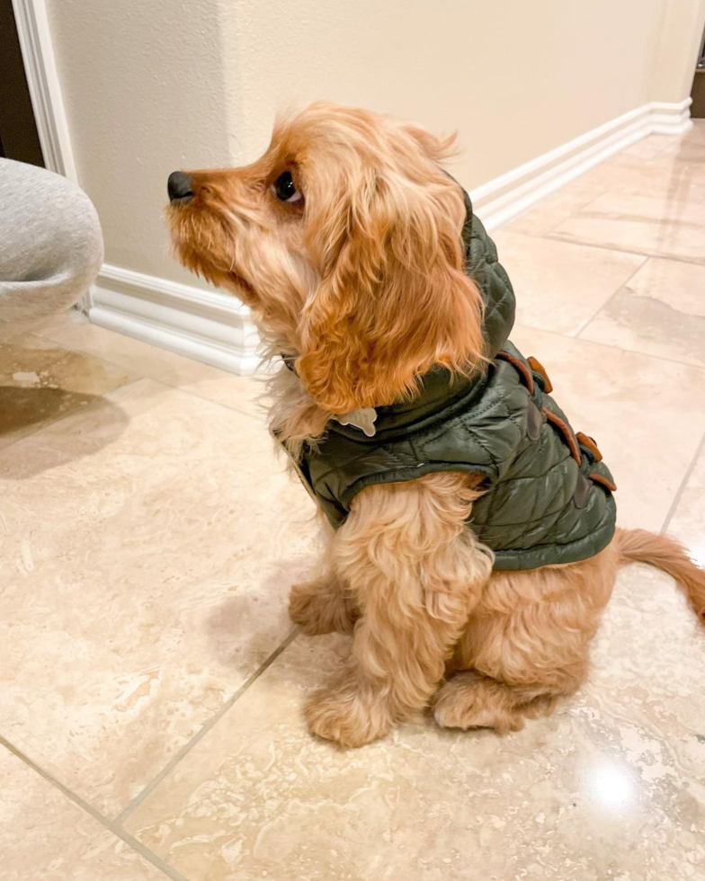 Playful Cavoodle Poodle Mix Pup