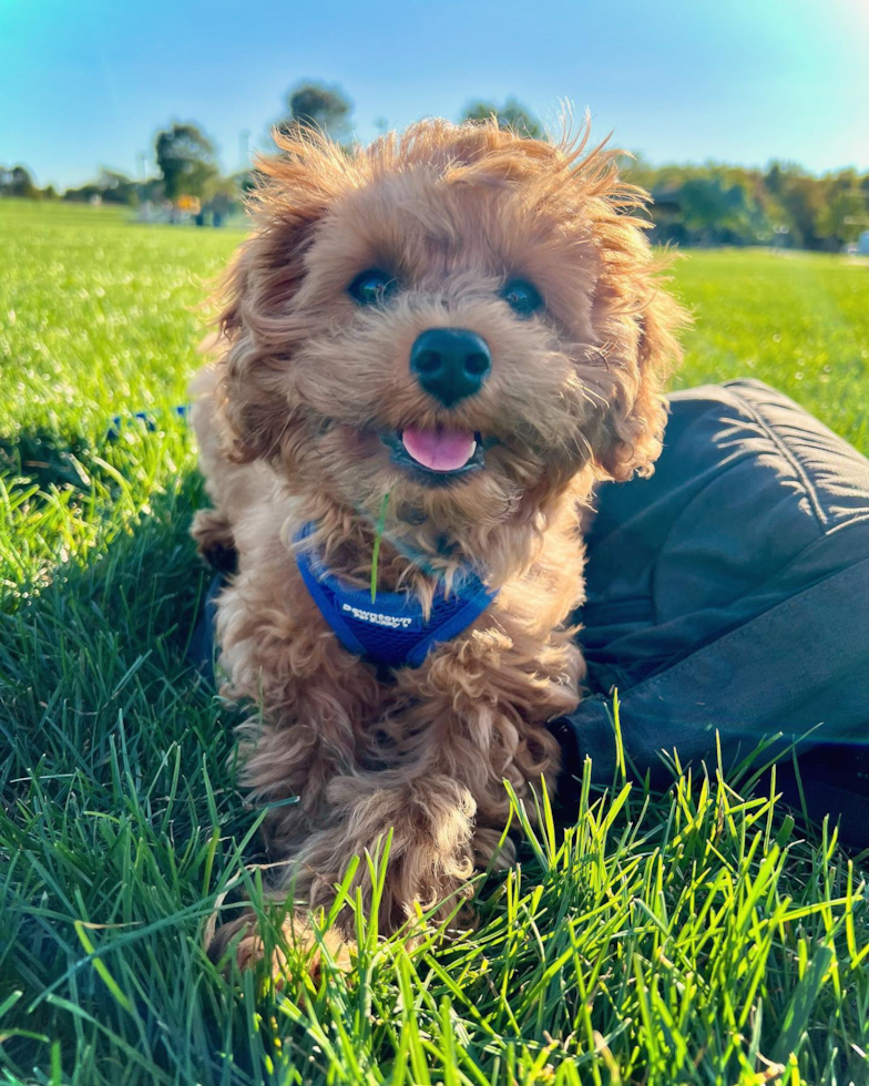 Energetic Cavoodle Poodle Mix Pup