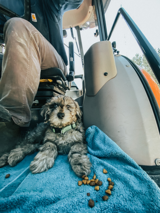 Mini Portidoodle