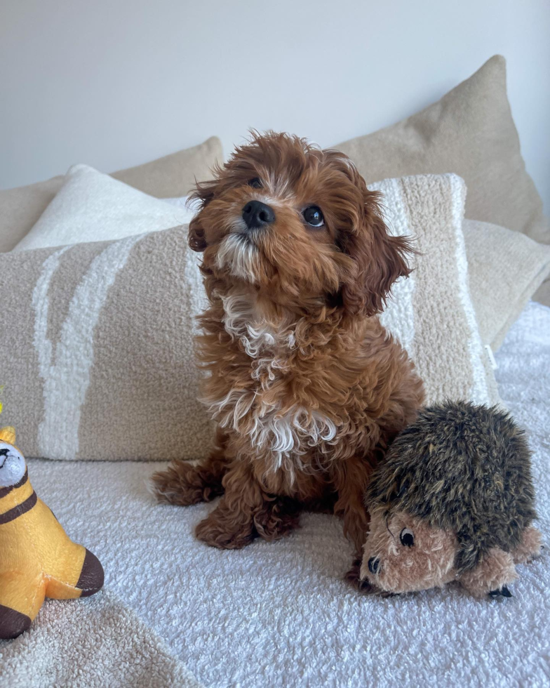 Smart Cavapoo Poodle Mix Pup