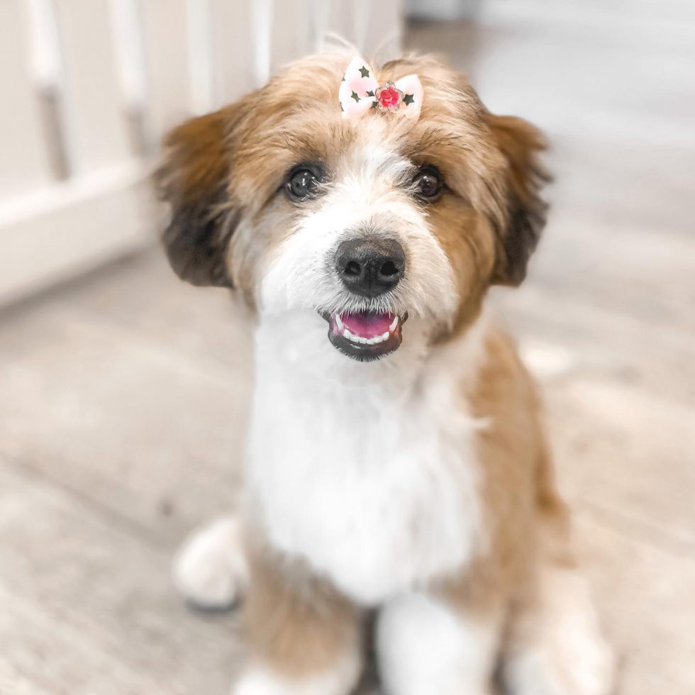 Friendly Aussiechon Pup