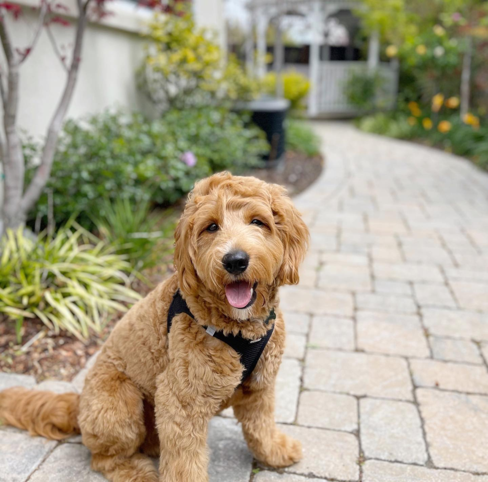 Sweet Mini Goldendoodle Pup in Millbrae CA