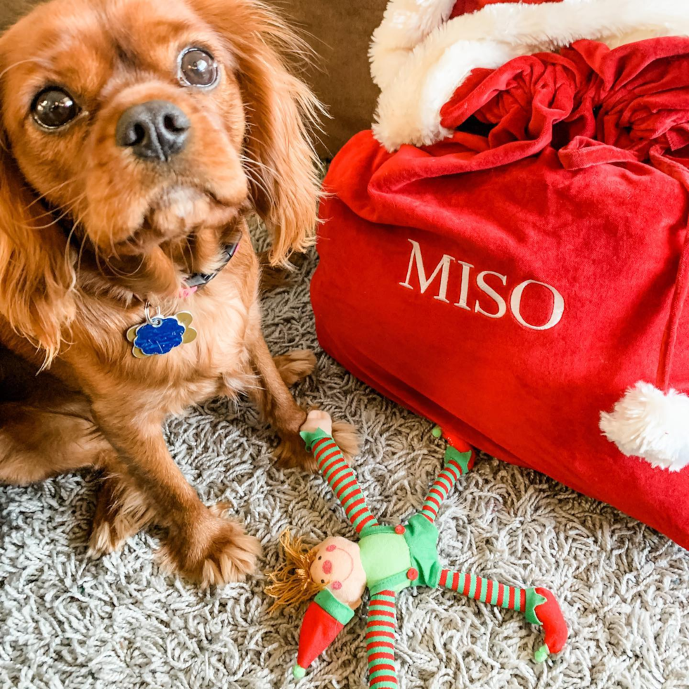 Cavalier King Charles Spaniel Being Cute