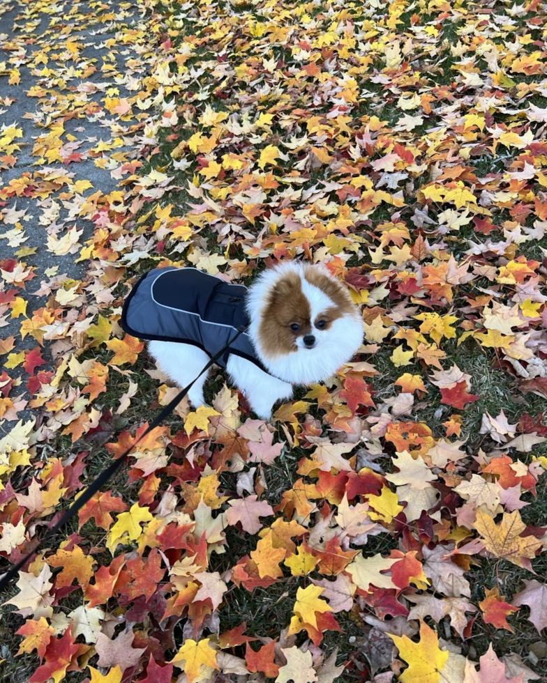 Pomeranian Being Cute