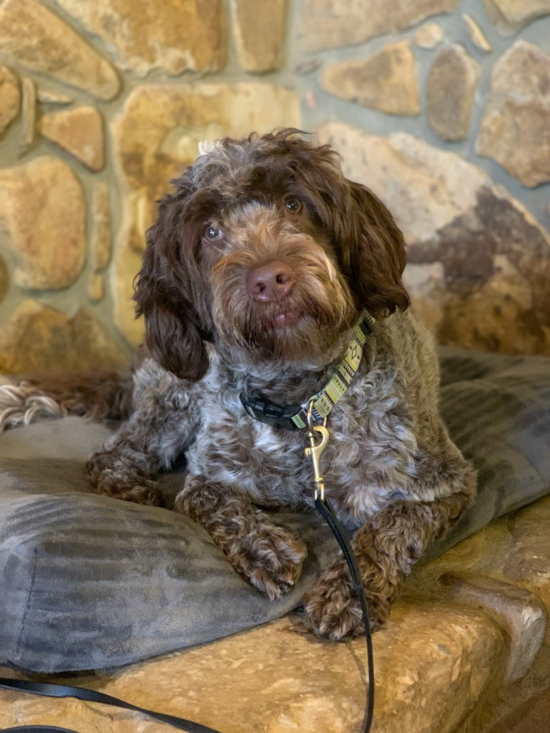 Portuguese Water Dog