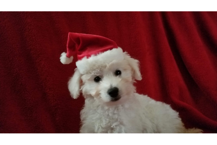 Small Bichon Frise Baby