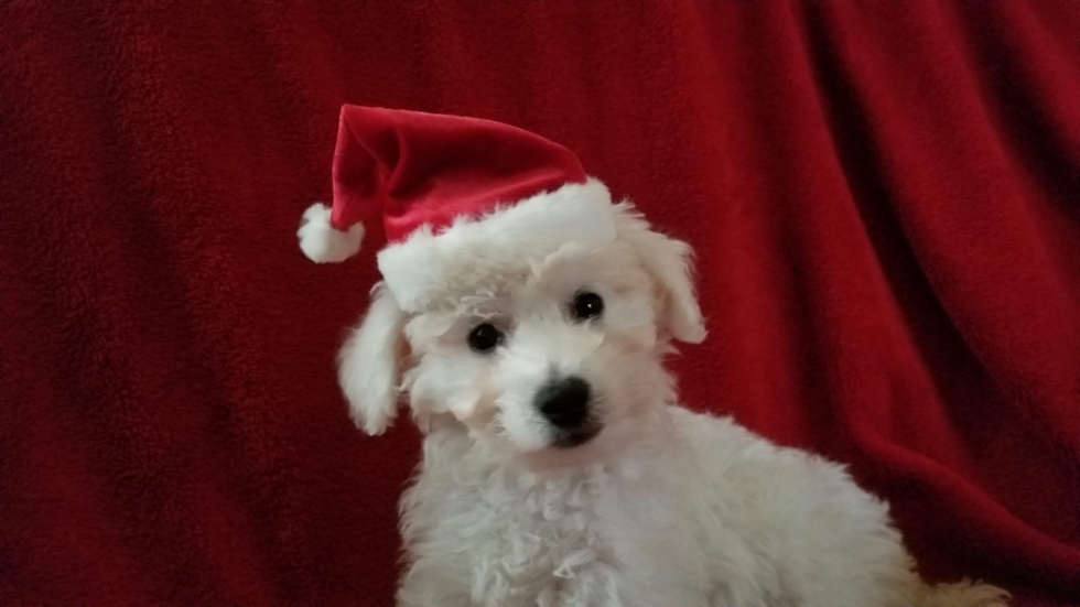 Adorable Bichon Frise Pup in Hebron Ohio