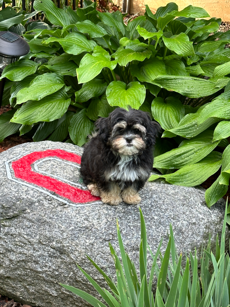 Adorable Shihpoo Poodle Mix Pup