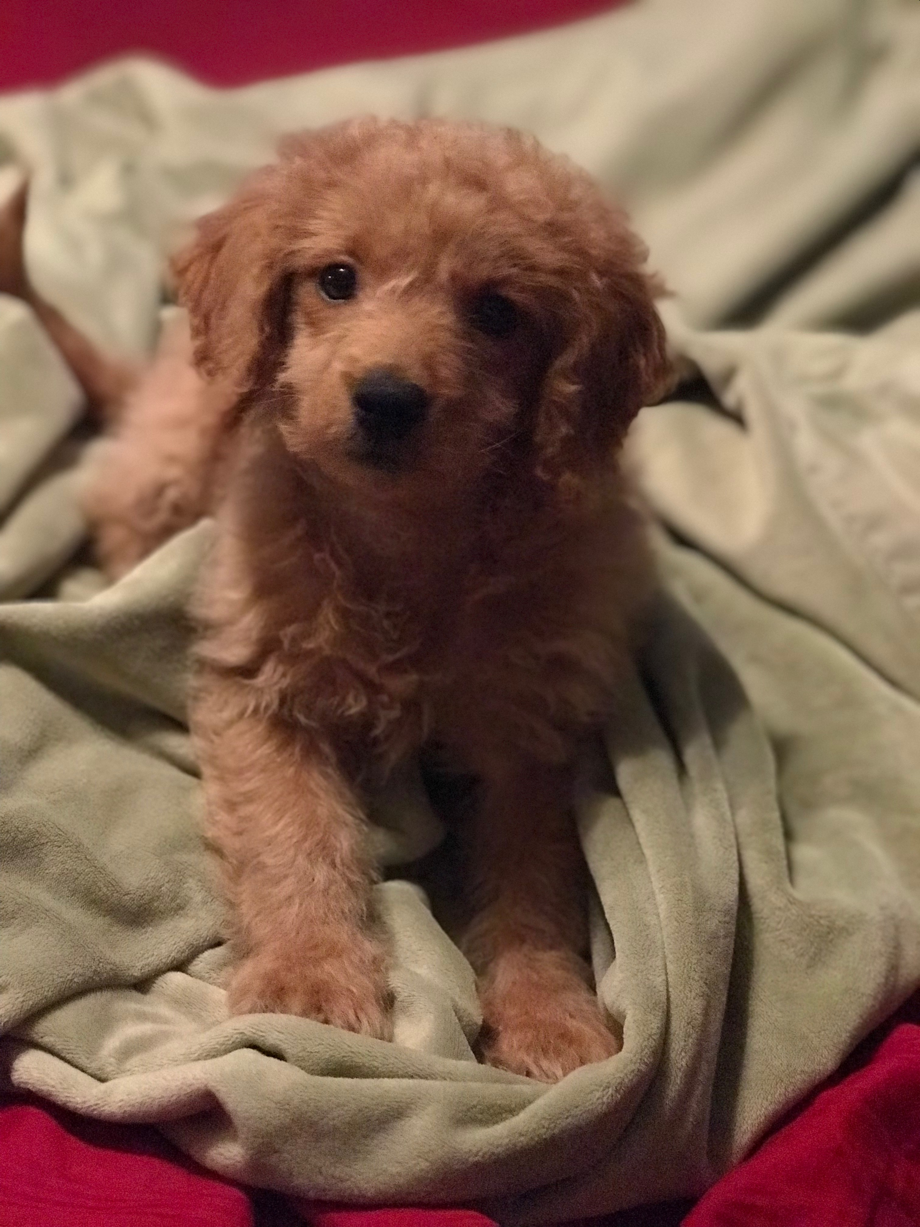 Mini Goldendoodle Pup Being Cute