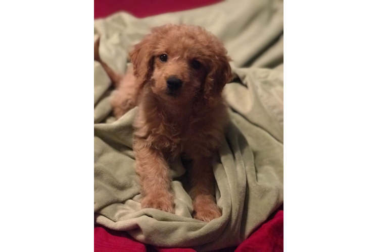 Mini Goldendoodle Pup Being Cute