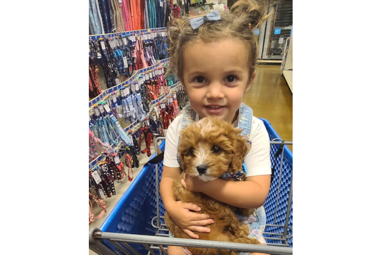 Cavapoo Puppy for Adoption