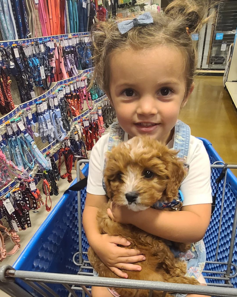 Fluffy Cavapoo Poodle Mix Pup