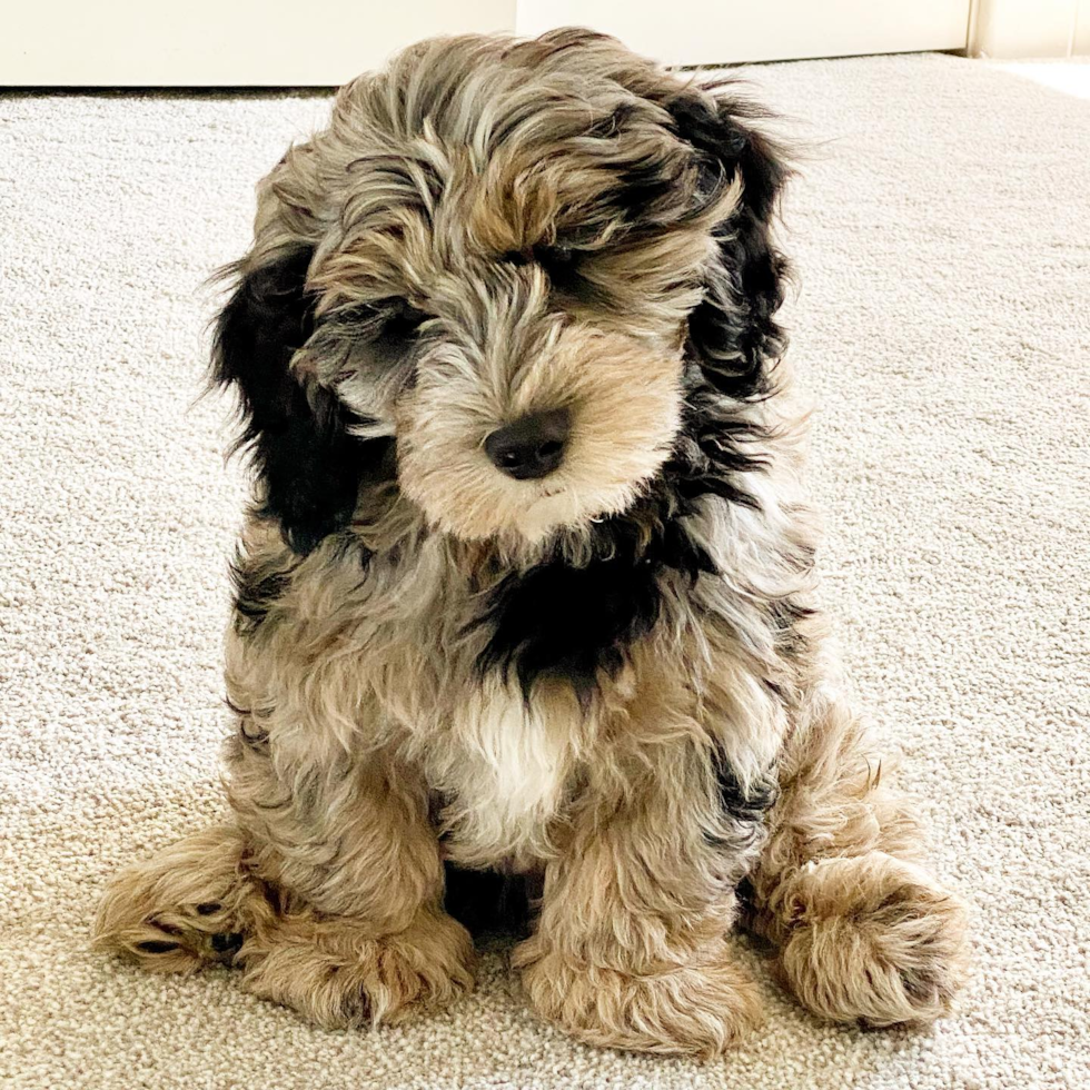 Sweet Mini Sheepadoodle Pup