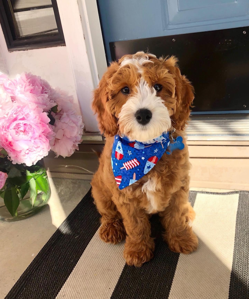 Smart Cavapoo Poodle Mix Pup