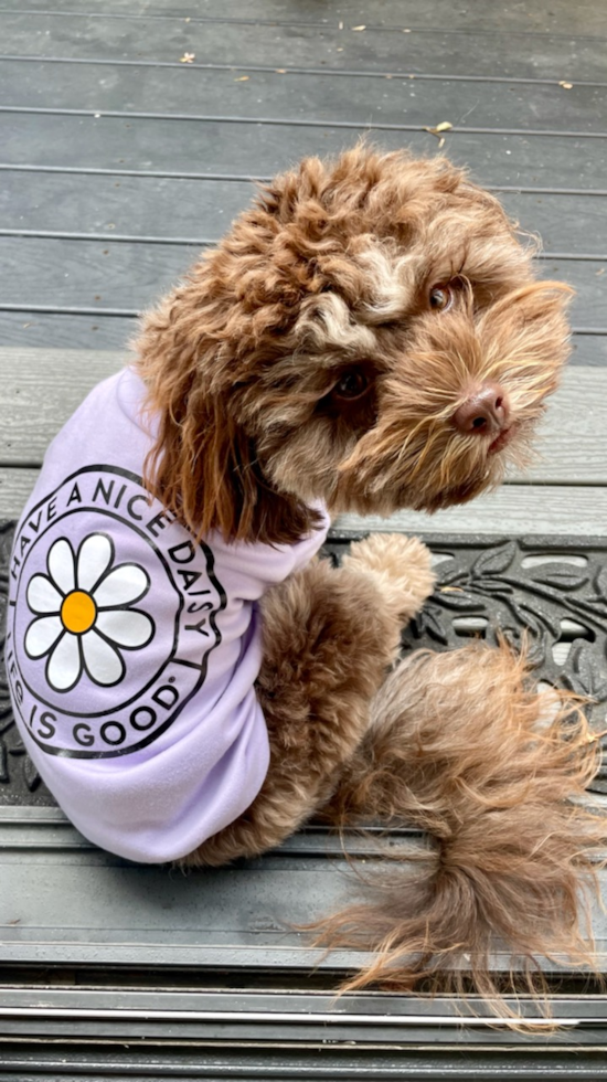 Venice Shih Poo Pup