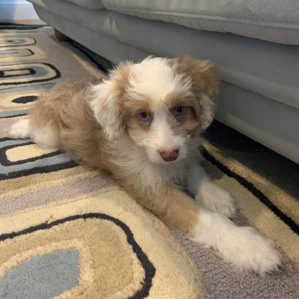 Mini Aussiedoodle Being Cute