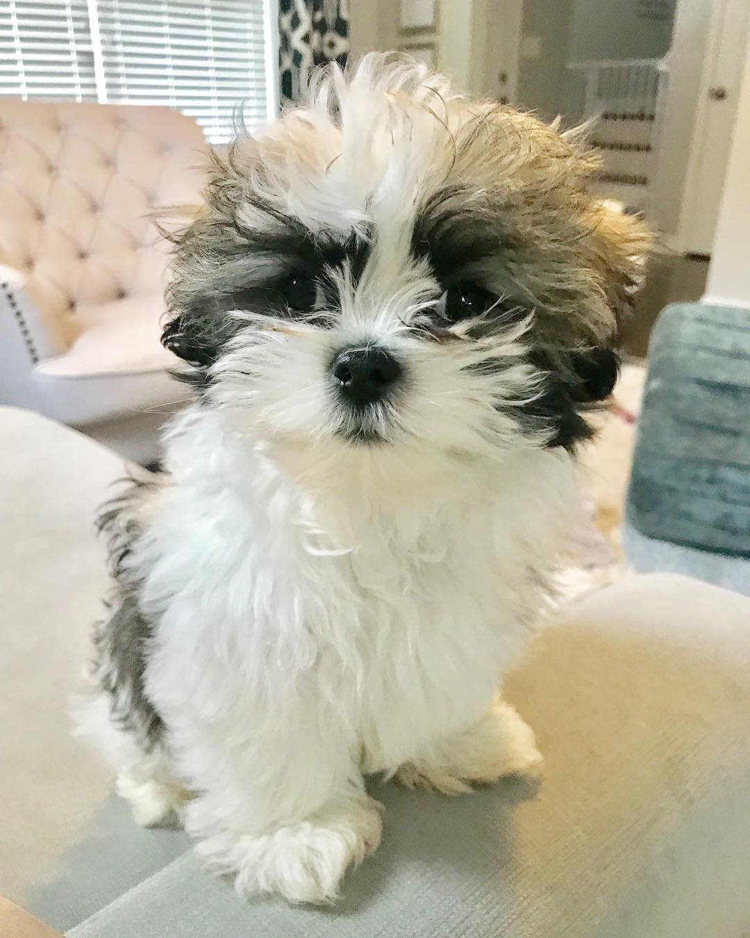 Energetic Shit Designer Puppy