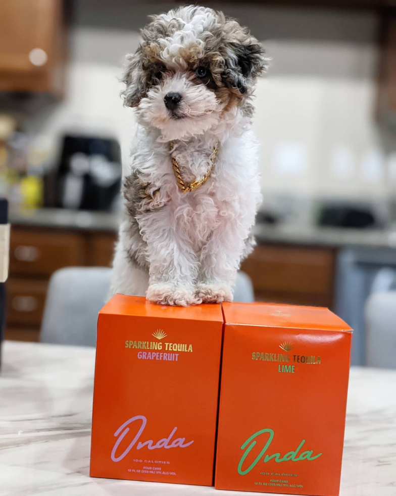 Fluffy Shih Poo Poodle Mix Pup