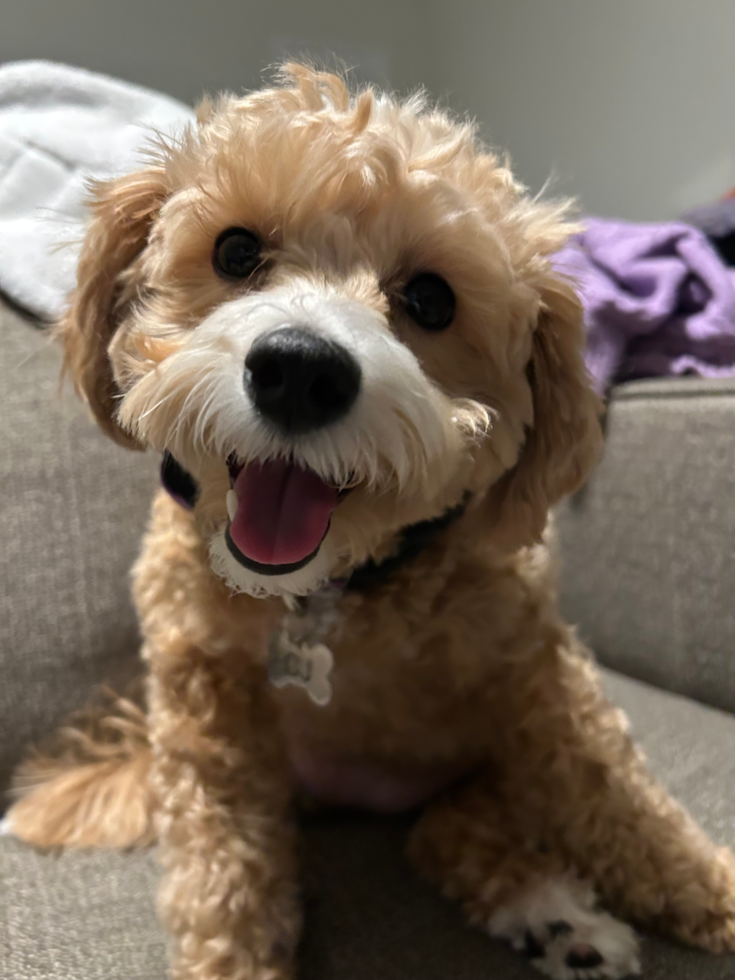 Maltipoo Being Cute