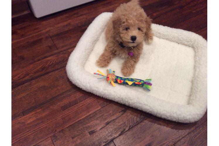 Sweet Maltipoo Baby