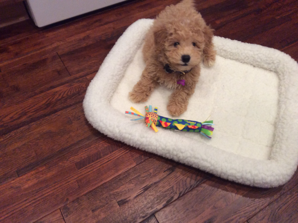 Hypoallergenic Maltese Poodle Poodle Mix Pup