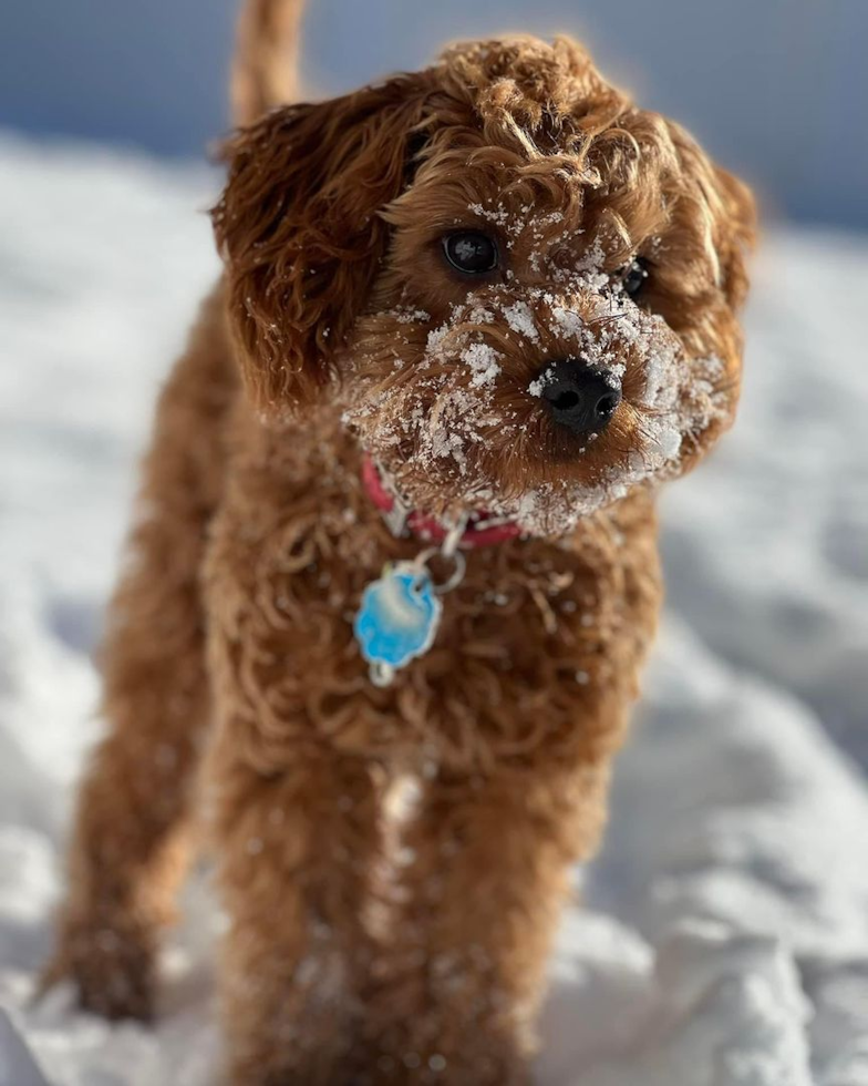 Friendly Cavapoo Pup