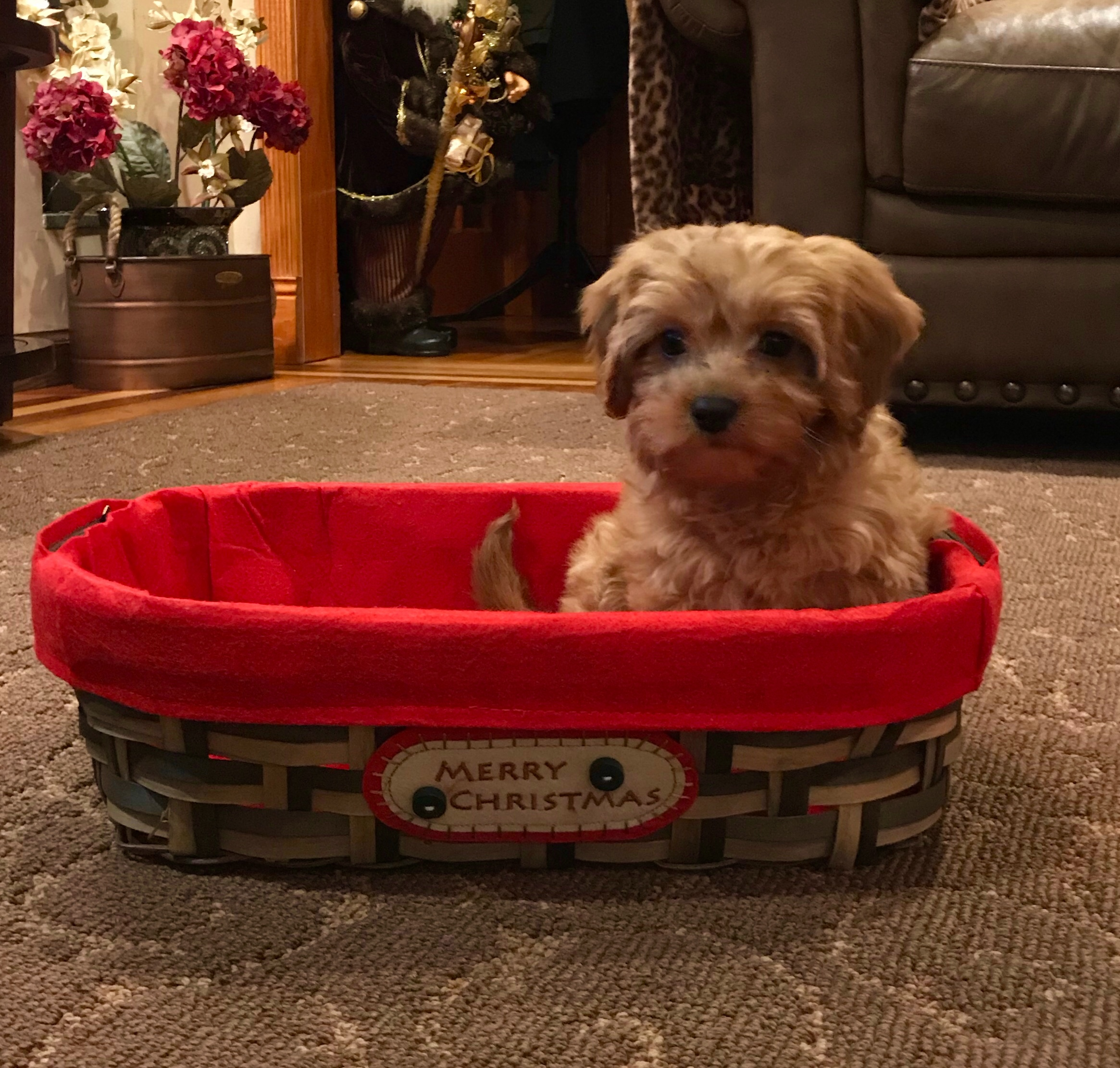 Cavapoo Puppy for Adoption