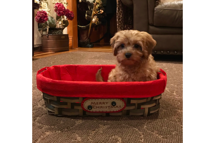 Cavapoo Puppy for Adoption