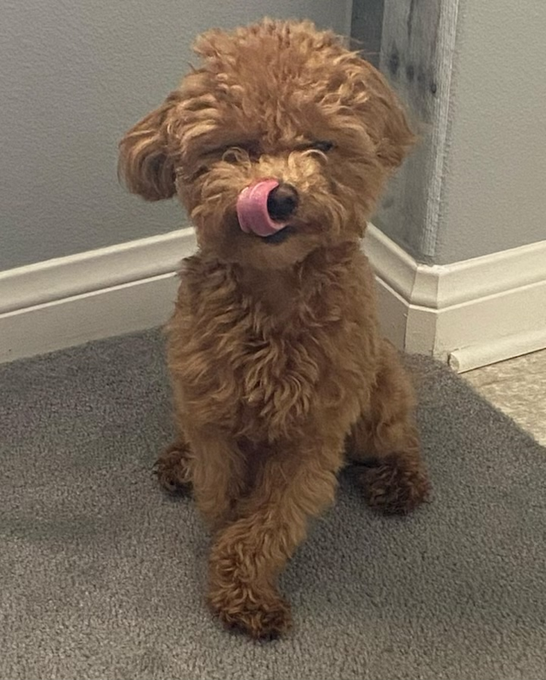 Corona Maltipoo Pup