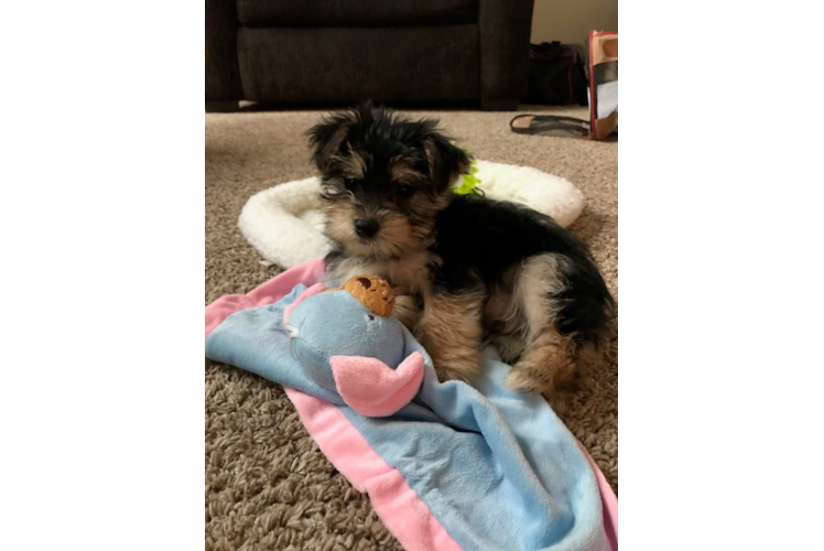 Hypoallergenic Yorkie Designer Puppy