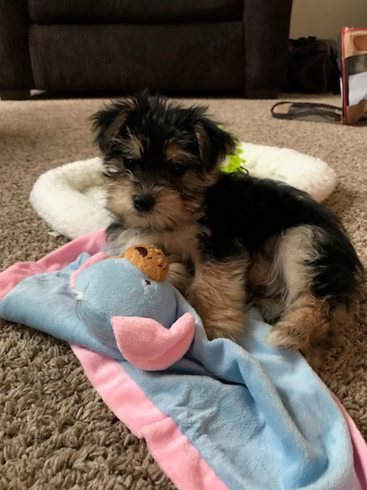 Petite Morkie Designer Pup