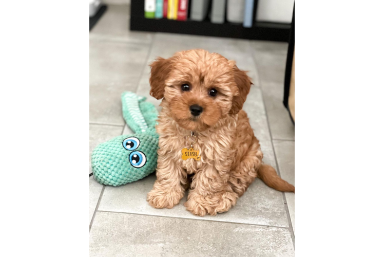 Sweet Cavapoo Baby