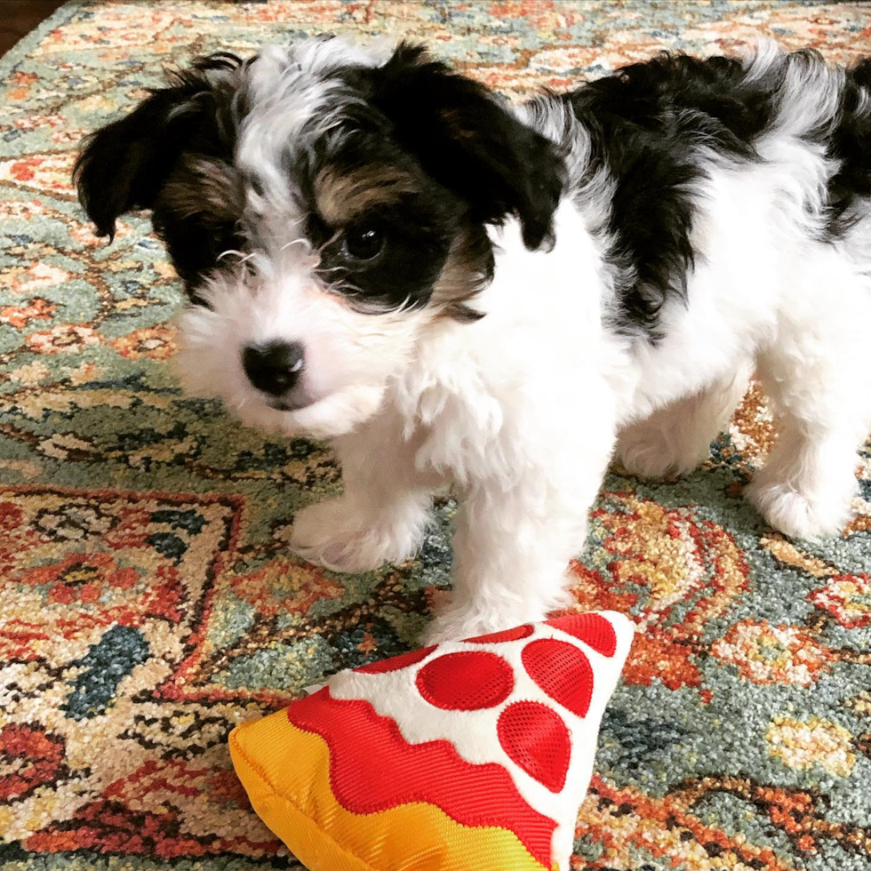 Friendly Aussiechon Pup