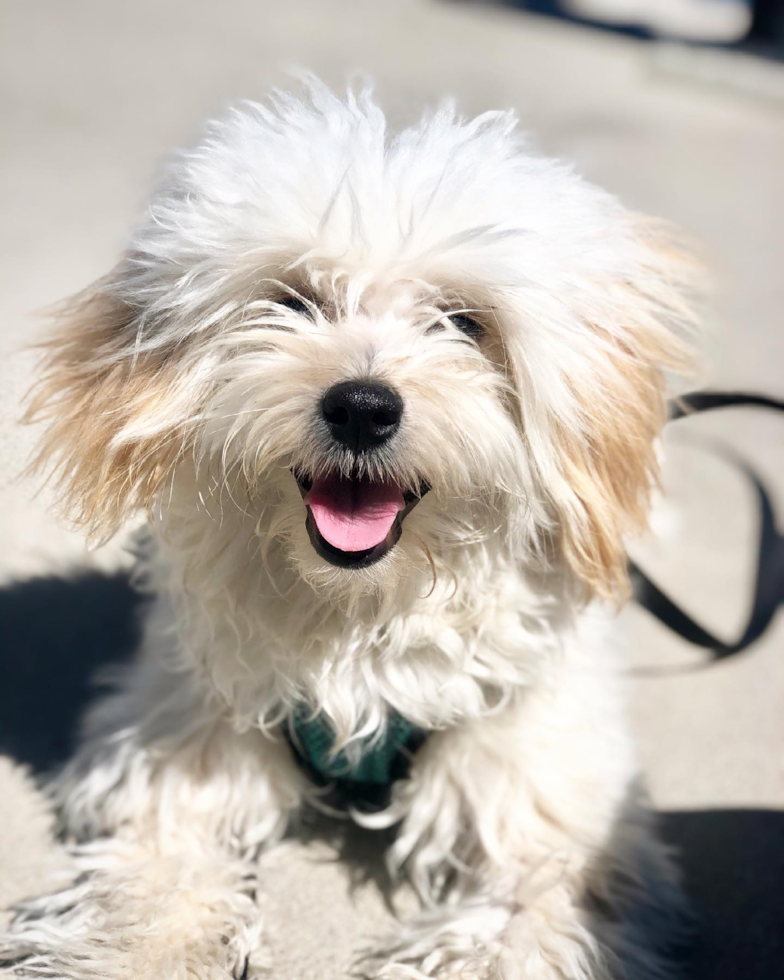 Maltipoo Being Cute