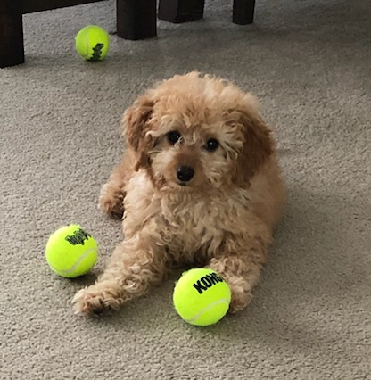 Small Mini Goldendoodle Pup