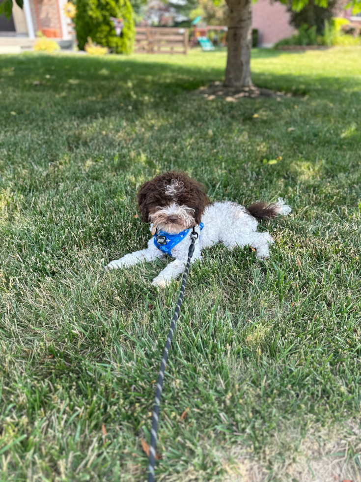 Poodle Being Cute