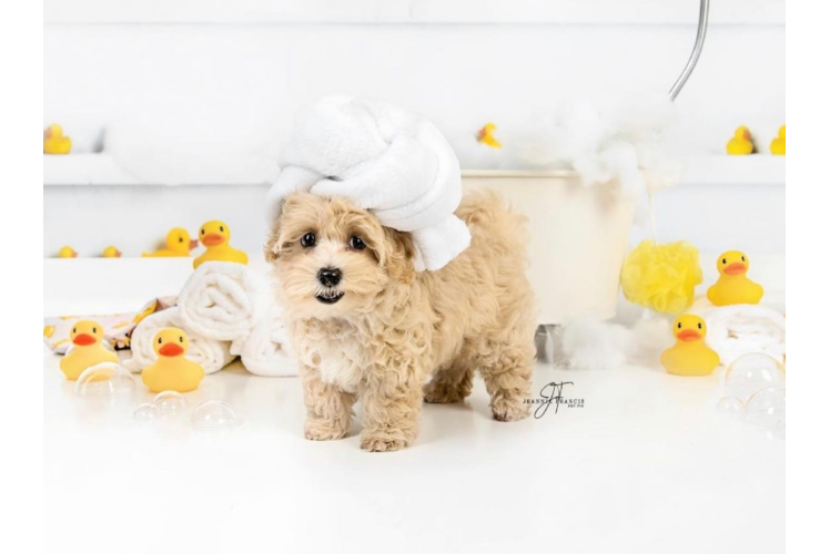 Maltipoo Puppy for Adoption