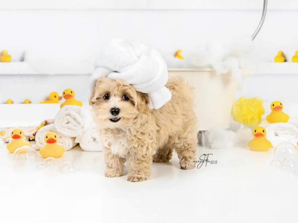 Maltipoo Being Cute