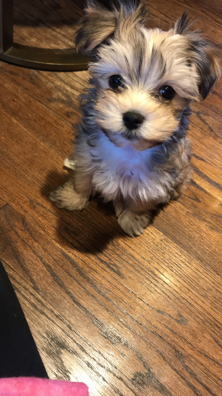 Morkie Puppy for Adoption