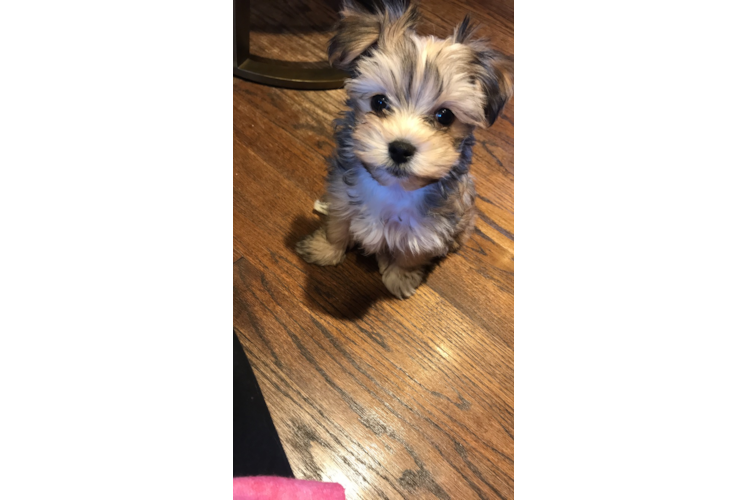 Morkie Puppy for Adoption