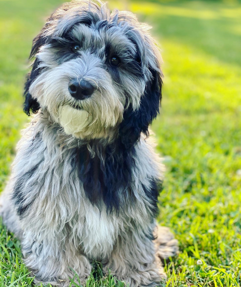 Friendly Mini Sheepadoodle Pup